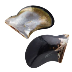 Abalone-Muschel